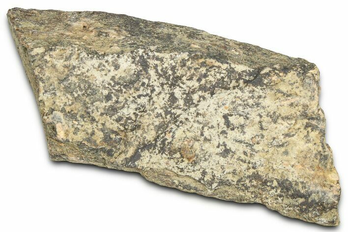 Dinosaur (Triceratops) Frill Shield Section - Montana #366656